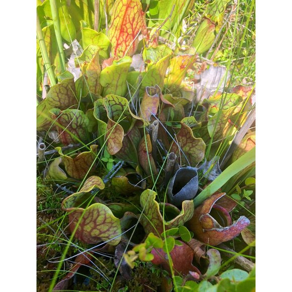 50 Purple pitcher plant seeds, Carnivorous Plant, Sarracenia purpurea - Picture 3 of 6